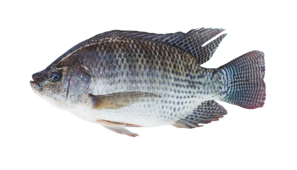 FROZEN Aushin Tilapia (Gutted/Gilled/Scaled) 550/750 10kg