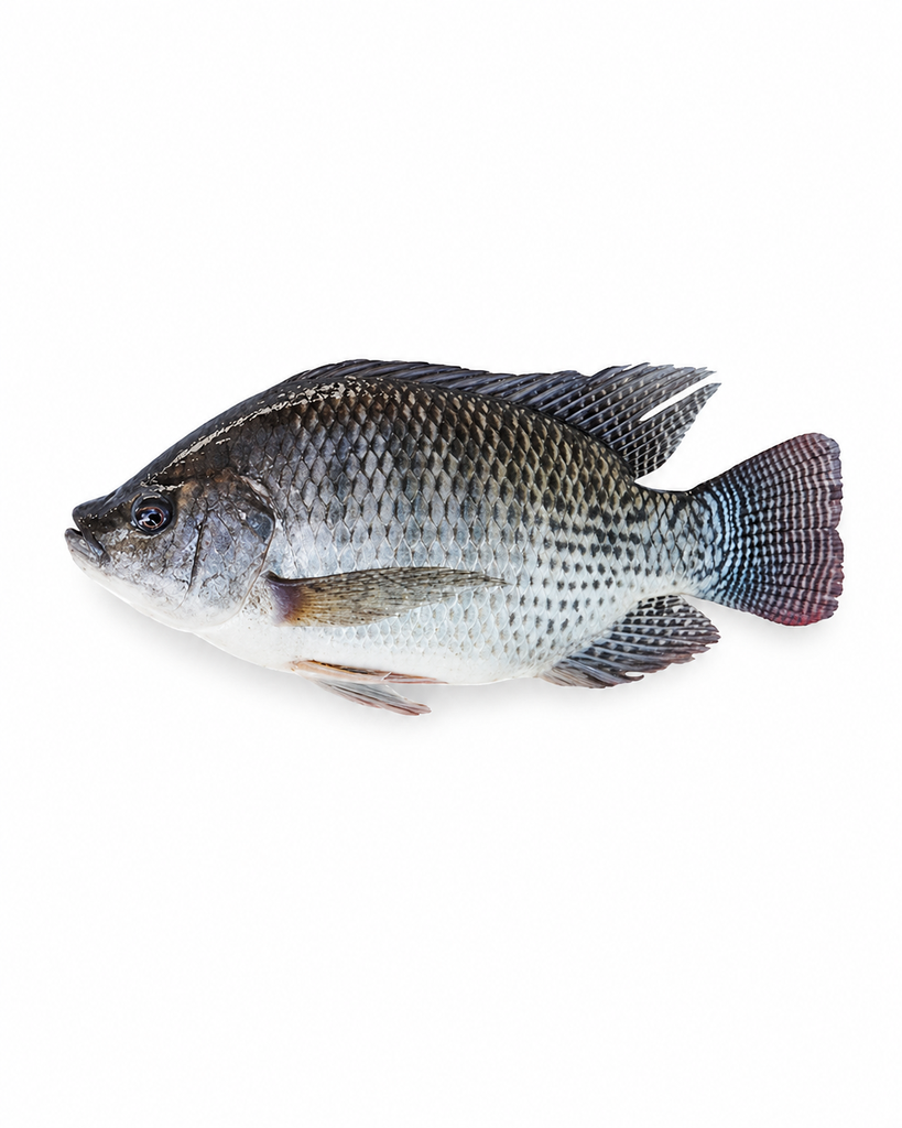 FROZEN Ocean King Tilapia Whole (Gutted/Gilled/Scaled) 600/800 10kg